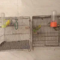 دو جفت مرق عشق معاوضه با قفس