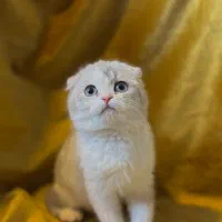 گربه اسکاتیش