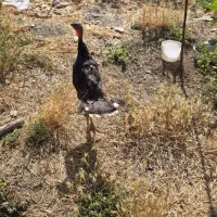 بوقلمون ۵ ماهه