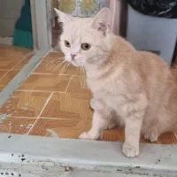 فروش گربه