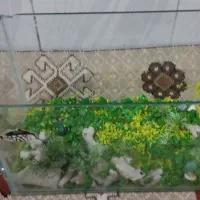 آکواریوم خانگی نقلی