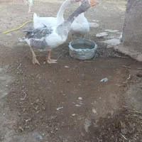 یک عدد قو قازنر ودوعددغاز نر