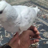 کبوتر  طوق ابی