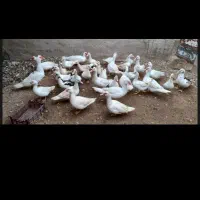 تخم اردک نطفه دار مسکویی ۳۰/۰۰۰