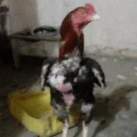خروس لاری