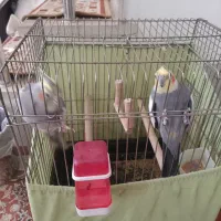 عروس هلندی نروماده