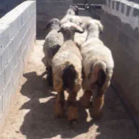 بره نر