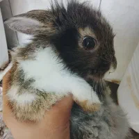 خرگوش