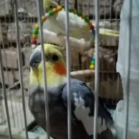 دوتا عروس هلندی نروماده. خاکستری نر سخنگو