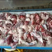 فروش انواع گوسفند