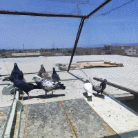 کبوتر