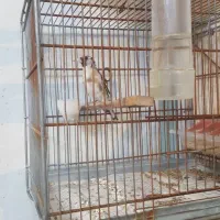 سهره نر