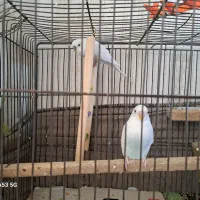 یک جفت مرغ عشق نر و ماده