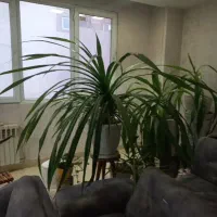 گل اپارتمانی