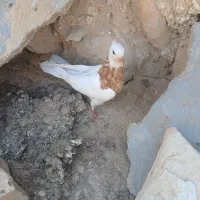 کبوتر لنده
