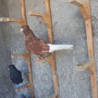 کفتر سرخ دم سفید نر رنگع