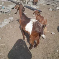 بزو بزغاله