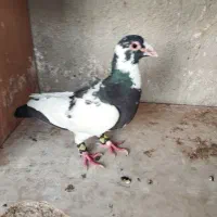 کفتر