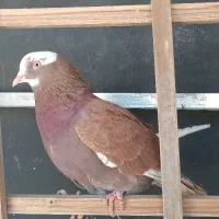 کفتر کبوتر شازده سرر