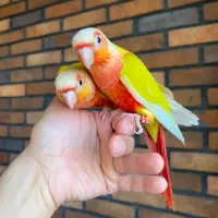 گرینچیک، رنگ ردچیک