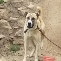 سگ .|سگ|تربت‌حیدریه, رباط سفلی|دیوار