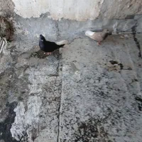 سلام دوتا تا دم سفید نر و ماده بشرط تخم گذاری