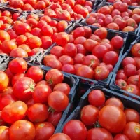 گوجه گوچه کوجه کوچه مشهدی قوچانی ربی ابگیری گوجه