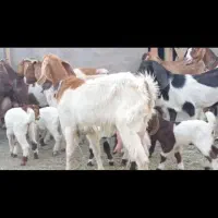 ۵تابز در باخرز