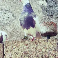 طوقی سرکه ای