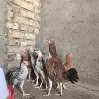 مرغ لاری همراه جوجه