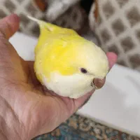 راهب لوتینو ماده