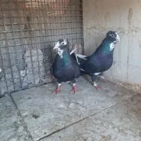 کبوتر پلنگ کرمان