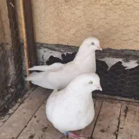 کبوتر