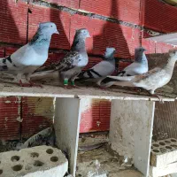 شامی دم سفید با کوهی دم سفید/ماهشهر/