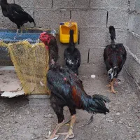 خروس لاری