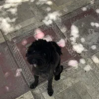 پودل اصیل نر جهت کشش
