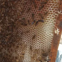 عسل طبیعی