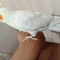 عروس هلندی نر رام دستی اروم