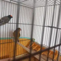 جفت گلبسر و قناری