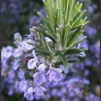 رزماری تازه و پودر رزماری