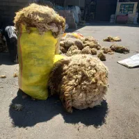فروش پشم سفید و رنگی شسته و نشور