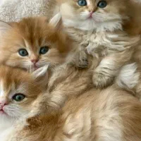 بچه گربه بیریتیش بامزه و جذاب با چشمانی درشت