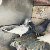 ۱۰ تا کبوتر نر ماده و جوجه