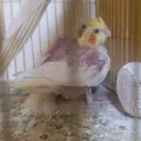 جوجه عروس هلندی