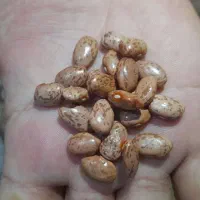 لوبیا چیتی ایرانی