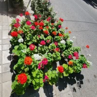 گیاه شمعدانی