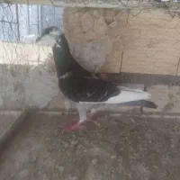 کبوتر