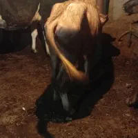 گوساله گاومیش