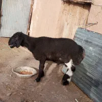 بره برای قربانی
