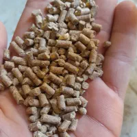 دان بوقلمون و مرغ تخمی و گوشتی